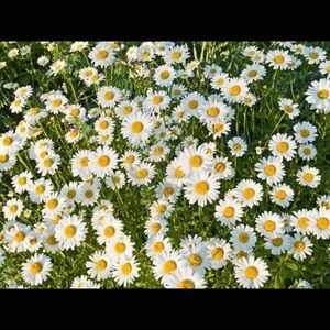 Meet your Posher, Najae